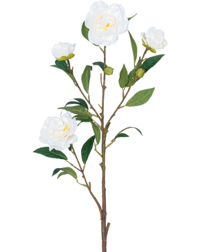 Den konstgjorda blomma Camellia 80 cm vit har en enda brun stjälk med flera gröna blad och flera vita kameliablommor, några i blom och andra i knoppform, allt mot en vanlig vit bakgrund.