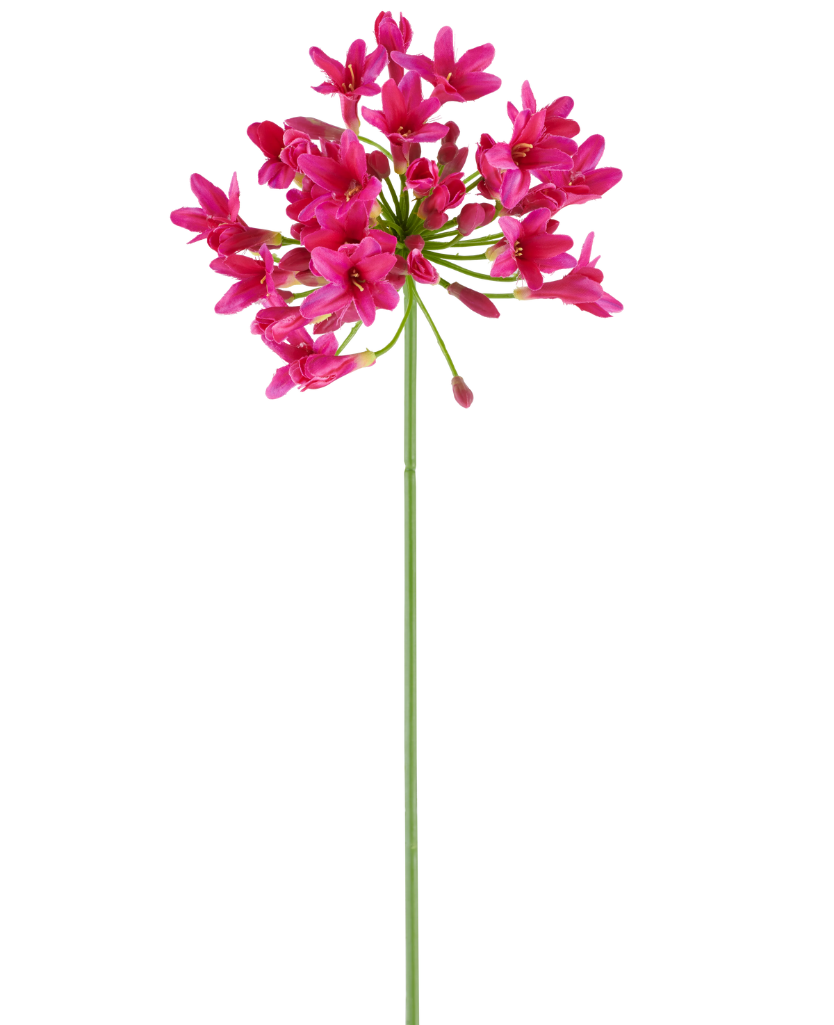 En enda, lång grön stjälk av artificiell blomma Agapanthus 75 fuchsia bär ett kluster av livfulla rosa blommor på toppen, som sticker ut mot en vanlig vit bakgrund.
