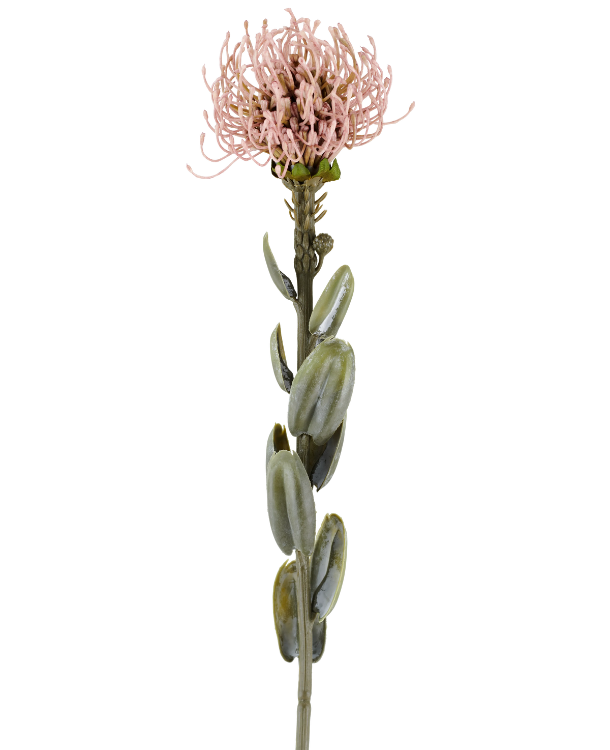 En enda stjälk av den konstgjorda blomman Protea 61 cm lila, med ovala gröna blad och en rund, taggig ljus lila-rosa blomma i toppen, avbildad mot en vanlig vit bakgrund.