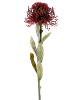 En enda Artificiell Protea-blomma på 60 cm i vinrött har en mörkröd, taggig blomma med gröna blad, fotograferad mot en vit bakgrund.