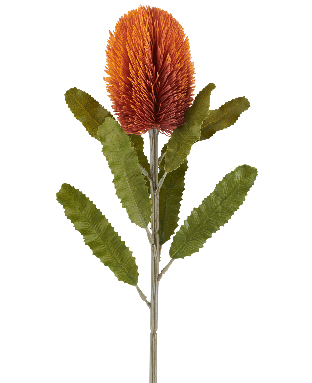 En enda 65 cm artificiell blombanksia i gammal orange har en stor, taggig, gammal orange blomma på toppen av en kraftig stjälk, med flera långsträckta, tandade gröna blad arrangerade symmetriskt längs stjälken, allt mot en vit bakgrund.