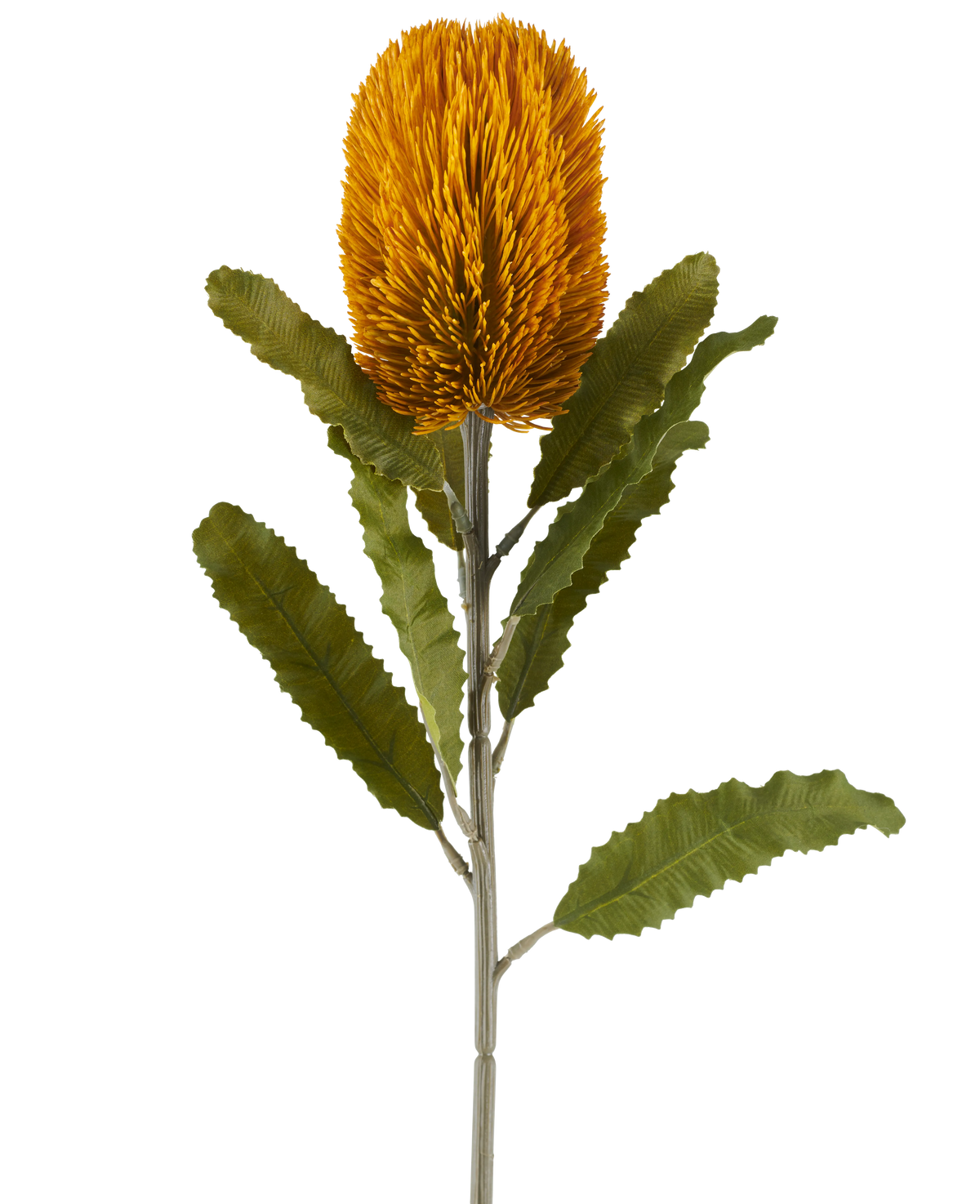 En enda konstgjord Banksia-blomma i senapsfärg, 65 cm hög, med cylindrisk form och tandade gröna blad på en lång stjälk, isolerad mot en vit bakgrund.