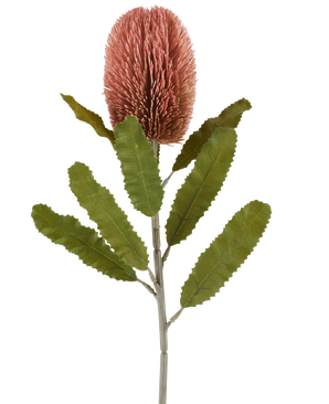 En enda stjälk av den konstgjorda blomman Banksia 65 cm gammal rosa har en stor, rosa, cylindrisk blomma och långa, tandade gröna blad som sticker ut mot en vit bakgrund.