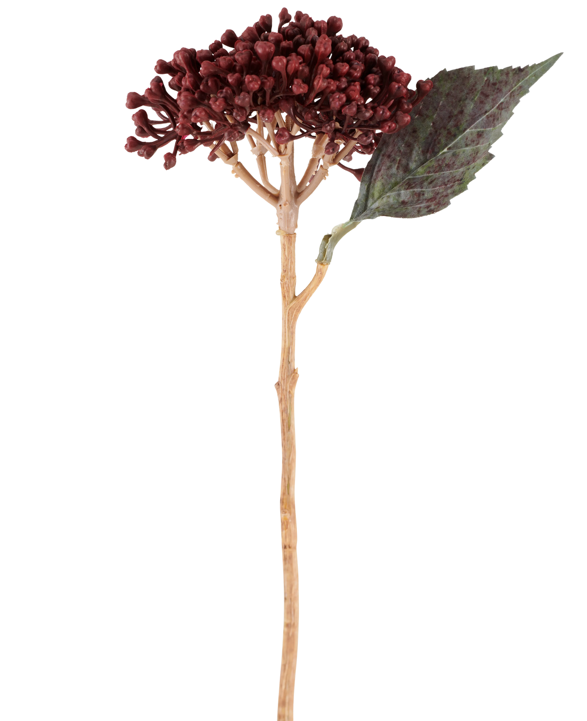 En enda konstgjord blomtorkad hortensia i vinröd, med en längd av 38 cm, med torkade rödbruna kronblad, ett kluster av små knoppar och ett grönt blad på en lång, smal stjälk, avbildas mot en vit bakgrund.