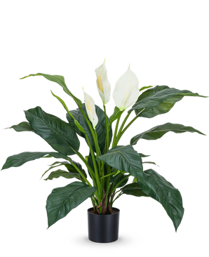 Den konstgjorda växten Spathiphyllum vit 85 cm är en realistisk krukväxt med stora, mörkgröna blad och tre vita blommor mot en vanlig vit bakgrund - en stilren krukväxt för alla inredningar.