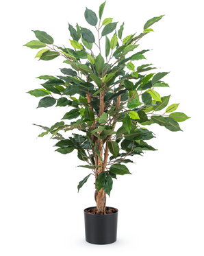 Den konstgjorda växten Ficus Green 90 cm har flera bruna stjälkar och frodiga gröna blad i en enkel svart kruka - perfekt som en snygg kontorsväxt.