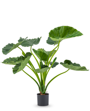 Den konstgjorda växten Alocasia Calioora 80 cm har stora gröna blad och kraftiga stjälkar. Denna naturtrogna konstgjorda växt är perfekt som ett stilfullt tillskott till alla interiörer och ser vackert ut mot en vit bakgrund.