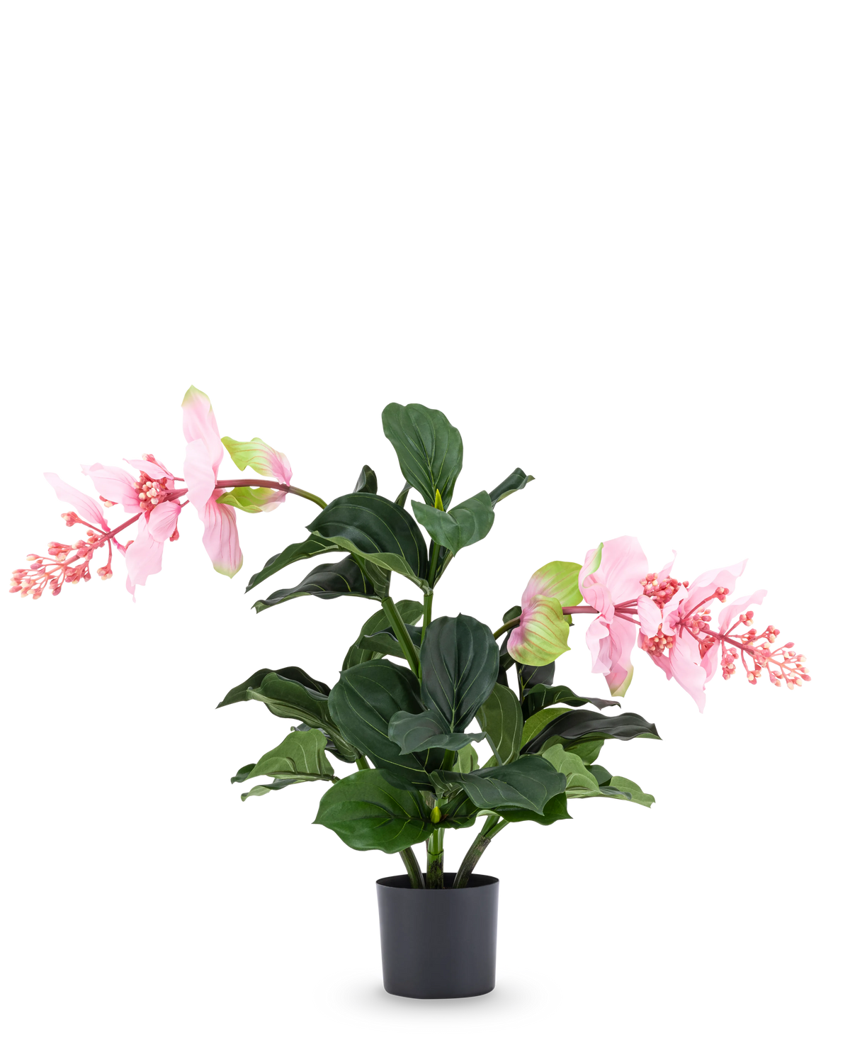 Den konstgjorda växten Medinilla 60 cm har stora, mörkgröna blad och två höga stjälkar med rosa blomklasar som liknar hibiskus och står mot en vanlig vit bakgrund.
