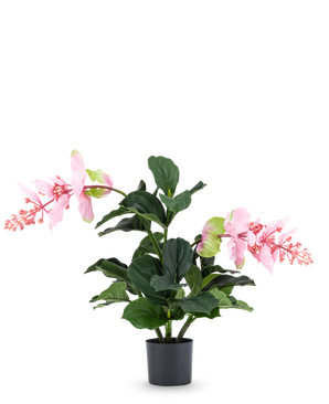Den konstgjorda växten Medinilla 60 cm har stora, mörkgröna blad och två höga stjälkar med rosa blomklasar som liknar hibiskus och står mot en vanlig vit bakgrund.