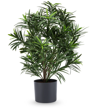 Den konstgjorda växten Podocarpus 47 cm har långa, smala blad och kommer i en elegant mörk kruka, vilket gör den till en snygg krukväxt för alla rum. Mot en vit bakgrund ger den frodig grönska till ditt rum.