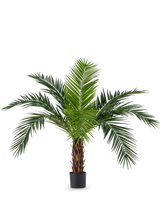 Artificiell Palm Phoenix Canarie 160 cm med långa gröna blad och tropiskt utseende står i en kruka mot en vit bakgrund. Denna konstgjorda palm ger omedelbart en tropisk atmosfär till alla rum.
