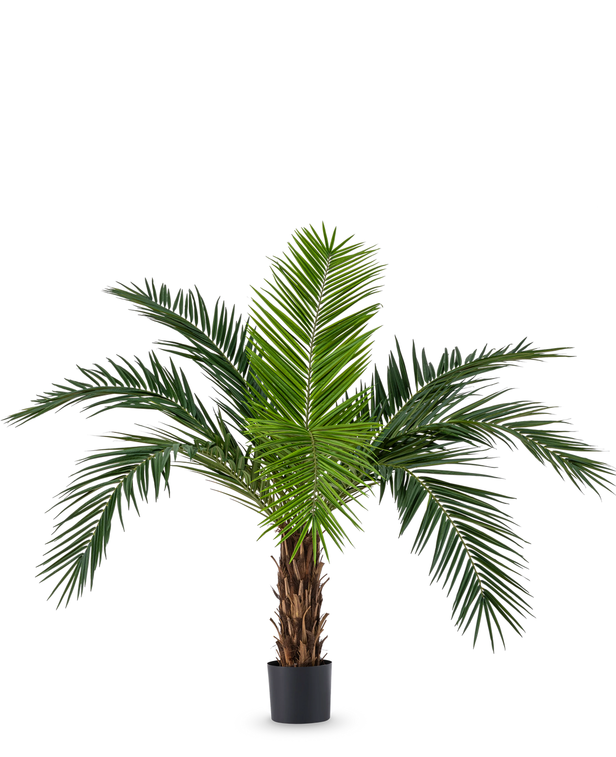 Artificiell Palm Phoenix Canarie 160 cm med långa gröna blad och tropiskt utseende står i en kruka mot en vit bakgrund. Denna konstgjorda palm ger omedelbart en tropisk atmosfär till alla rum.