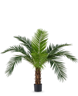 Artificiell Palm Phoenix Canarie 160 cm med långa gröna blad och tropiskt utseende står i en kruka mot en vit bakgrund. Denna konstgjorda palm ger omedelbart en tropisk atmosfär till alla rum.