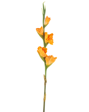 Den konstgjorda blomman Gladiolus 83 cm orange har en lång grön stjälk med flera orangea gladiolusblommor på vit bakgrund.