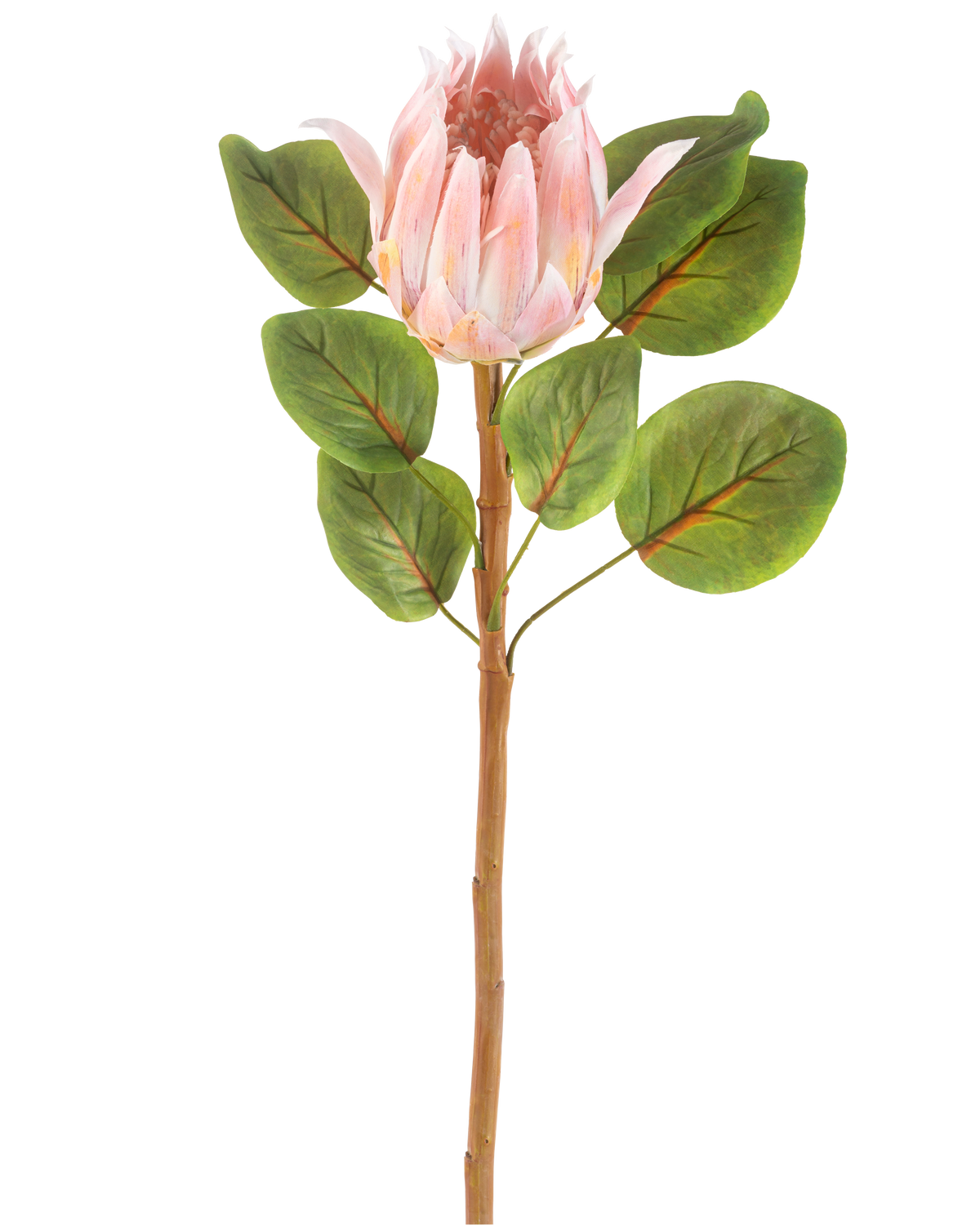 Artificiell blomma Protea 65 cm rosa är en enda konstgjord rosa proteablomma med stora gröna blad och en lång brun stjälk, mot en vanlig vit bakgrund.