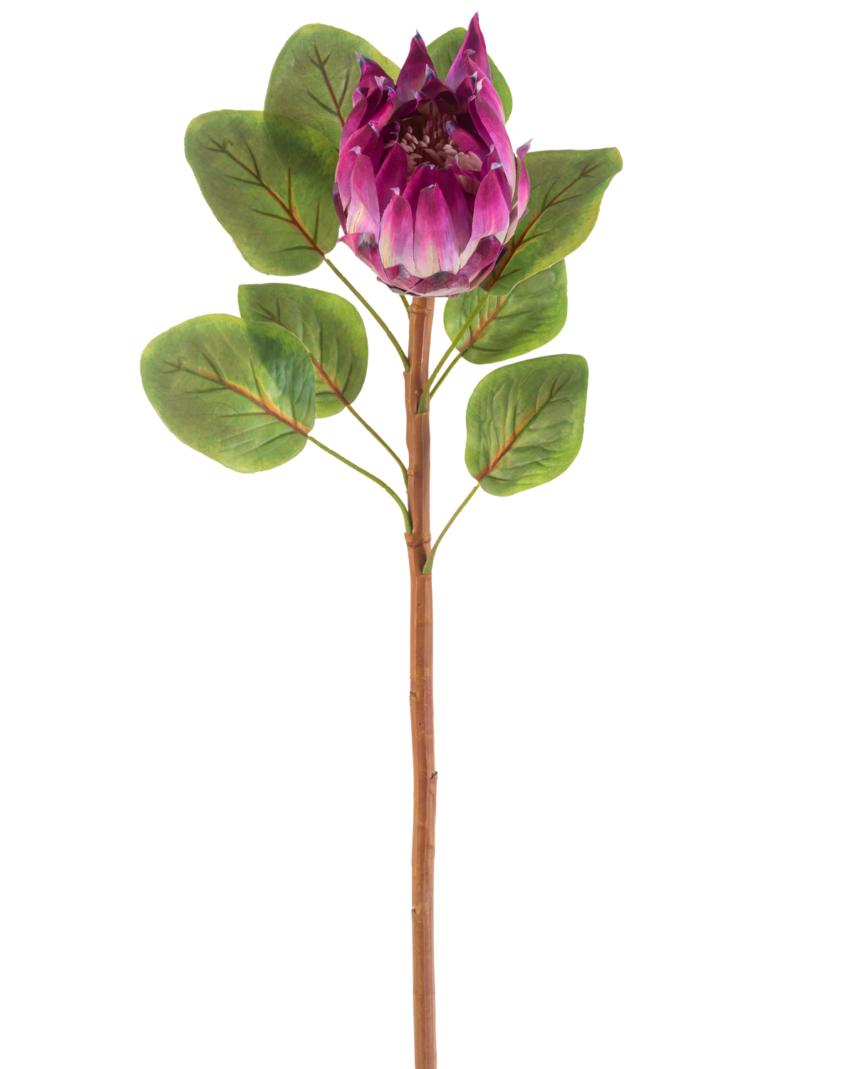 Artificiell blomma Protea 65 cm lila har en enda konstgjord lila proteablomma med gröna blad och en lång brun stjälk, mot en vit bakgrund.