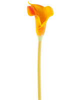Den konstgjorda blomman Calla 64 cm orange har en enda orange calla lilja med en lång, smal stjälk, isolerad på en vit bakgrund.