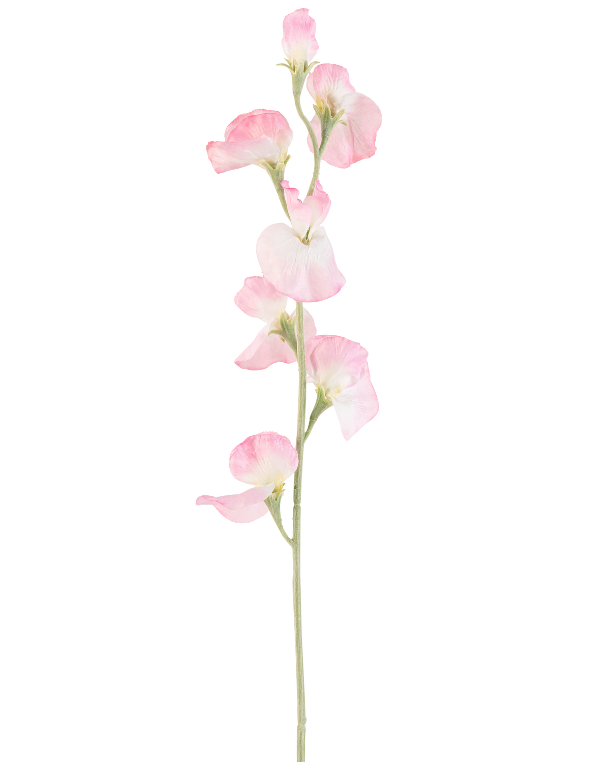 En enda konstgjord ärtblomma, 64 cm hög med ljusrosa kronblad och en ljusgrön stjälk, isolerad på en vit bakgrund.