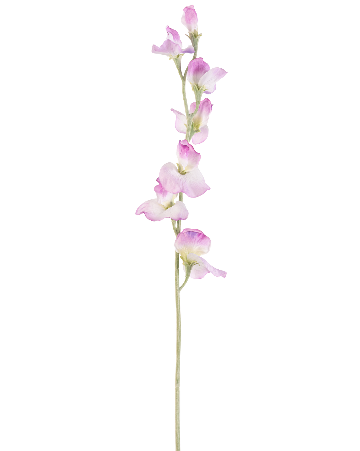 En enda lång konstgjord ärtblomma 64 cm lila stjälk med fina lila blommor anordnade vertikalt, mot en vanlig vit bakgrund.