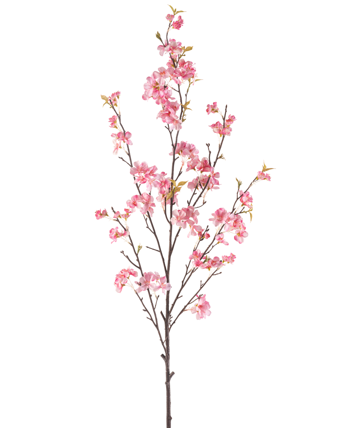 Den konstgjorda Körsbärsblomman 150 cm rosa har en enda brun gren med flera tunna stjälkar, dekorerad med klasar av känsliga rosa körsbärsblommor och några gröna blad, isolerade på en vit bakgrund.