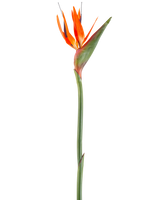 Den konstgjorda blomman Bird of Paradise 99 cm korall är en konstgjord blomma med spetsiga kronblad och en grön stjälk, avbildad mot en vit bakgrund.