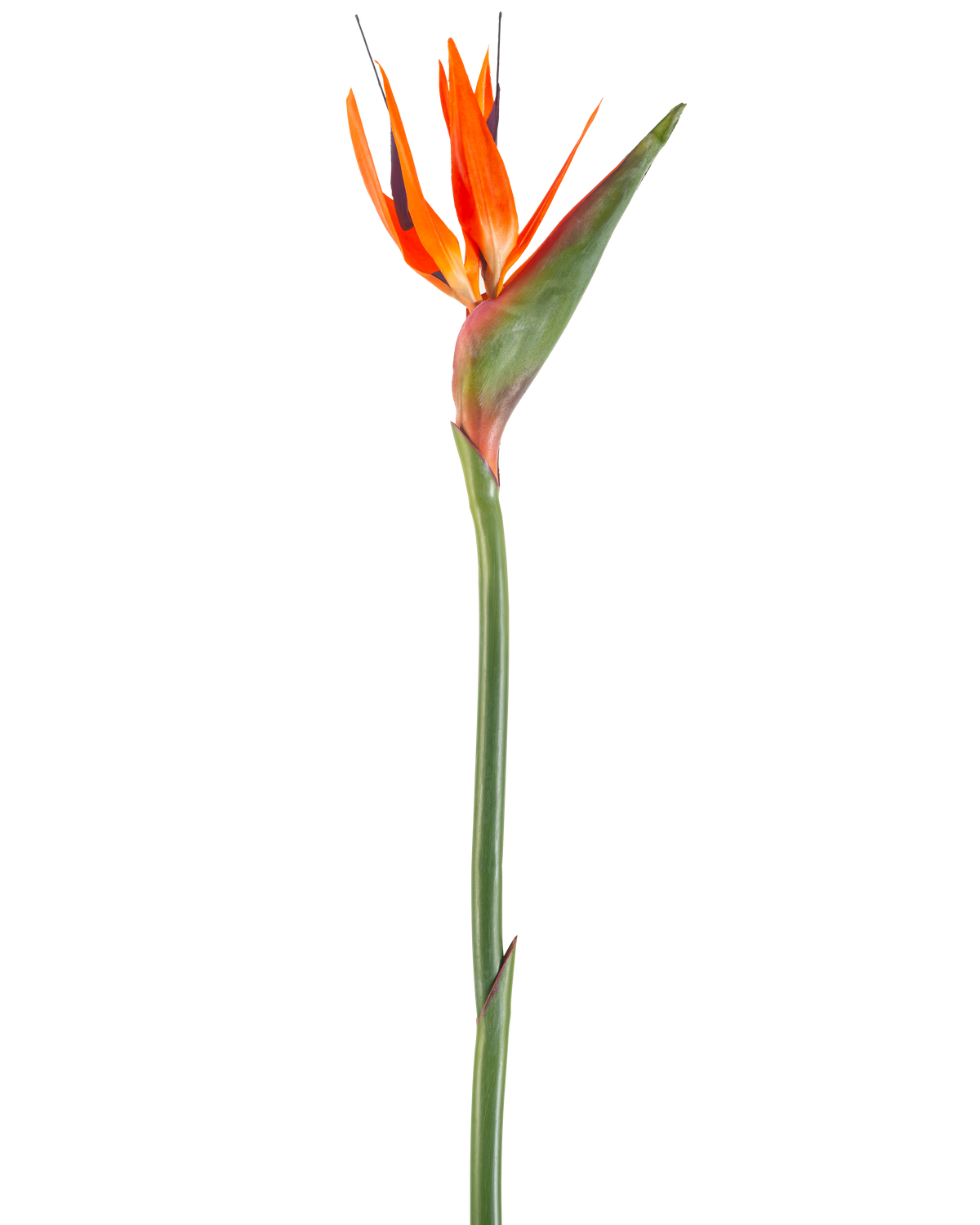 Den konstgjorda blomman Bird of Paradise 99 cm korall är en konstgjord blomma med spetsiga kronblad och en grön stjälk, avbildad mot en vit bakgrund.