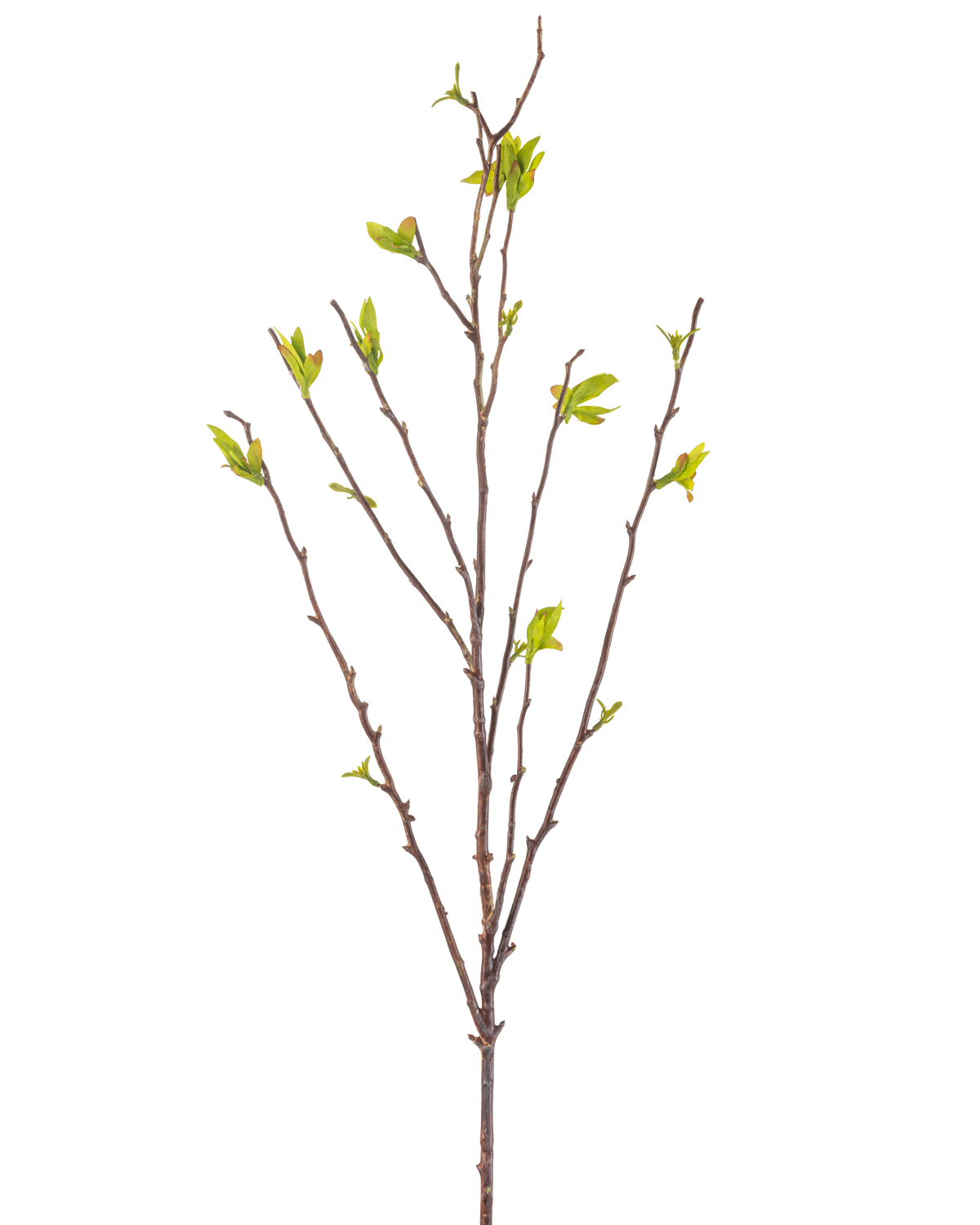 Den konstgjorda blomman Winterzoet 81 cm grön är en konstgjord gren med tunna bruna stjälkar och små gröna blad mot en vit bakgrund.