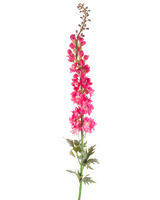 En enda konstgjord blomlöksporre 137 cm i ljust rosa med gröna blad, isolerad på en vit bakgrund.