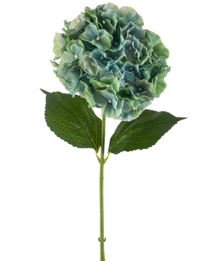 Artificiell blomhortensia 75 cm påfågelblå har en enda blå konstgjord hortensia med runda klasar av kronblad och två stora gröna blad på en lång stjälk, isolerade på en vit bakgrund.