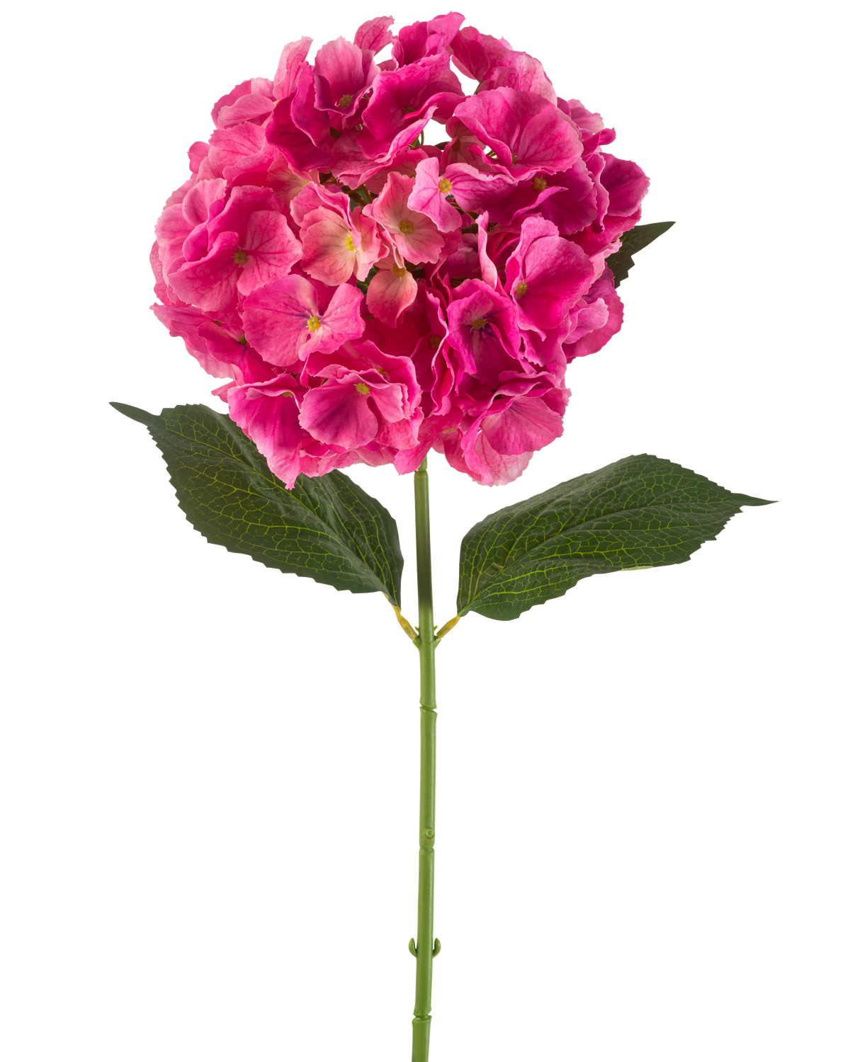 En enda stjälk av konstgjord hortensia blomma 75 cm ljust rosa med knippen av ljust rosa kronblad och några gröna blad, mot en vanlig vit bakgrund.