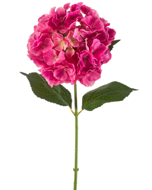 En enda stjälk av konstgjord hortensia blomma 75 cm ljust rosa med knippen av ljust rosa kronblad och några gröna blad, mot en vanlig vit bakgrund.