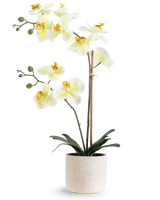 Artificiell orkidé Real Touch 60 cm grön/vit har vita blommor med ljusgult hjärta och gröna knoppar, stödda av bambu i en enkel krämfärgad spräcklig kruka, mot en vit bakgrund.