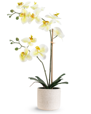 Artificiell orkidé Real Touch 60 cm grön/vit har vita blommor med ljusgult hjärta och gröna knoppar, stödda av bambu i en enkel krämfärgad spräcklig kruka, mot en vit bakgrund.