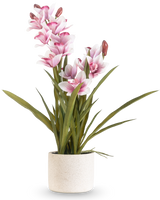 Artificiell Cymbidium Real Touch 60 cm rosa har långa gröna blad och flera rosa och vita orkidéer på långa stjälkar, arrangerade i en enkel benvit texturerad kruka mot en vanlig bakgrund.