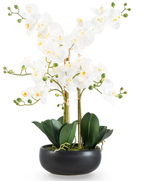 Artificiell orkidé Real Touch 50 cm vit i svart kruka är en elegant display med vita orkidéblommor med gult hjärta, gröna knoppar och breda mörkgröna blad i en svart keramikkruka.