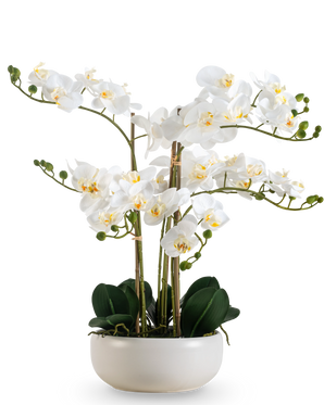 En konstgjord orkidé Real Touch 50 cm i vitt, med flera blommor och knoppar, elegant presenterad i en matchande vit kruka.
