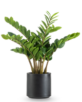 Den konstgjorda växten Zamioculcas färdiggjord i svart kruka 80 cm har tjocka, upprättstående stjälkar och blanka, mörkgröna blad i en rund, mattsvart kruka mot vit bakgrund.