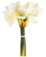 Den konstgjorda blomman Amaryllis Real Touch vit 36 cm har verklighetstrogna vita amaryllisblommor med ljusgröna mittpunkter och gula ståndare, knutna med ett beige band runt gröna stjälkar, perfekt mot en vanlig vit bakgrund.