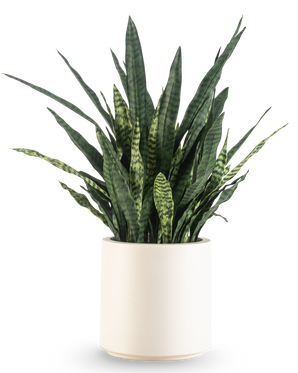 En artificiell Sansevieria Zeylanica, 43 cm hög med långa brokiga blad, kommer i en beige kruka och är avbildad mot en vanlig vit bakgrund.