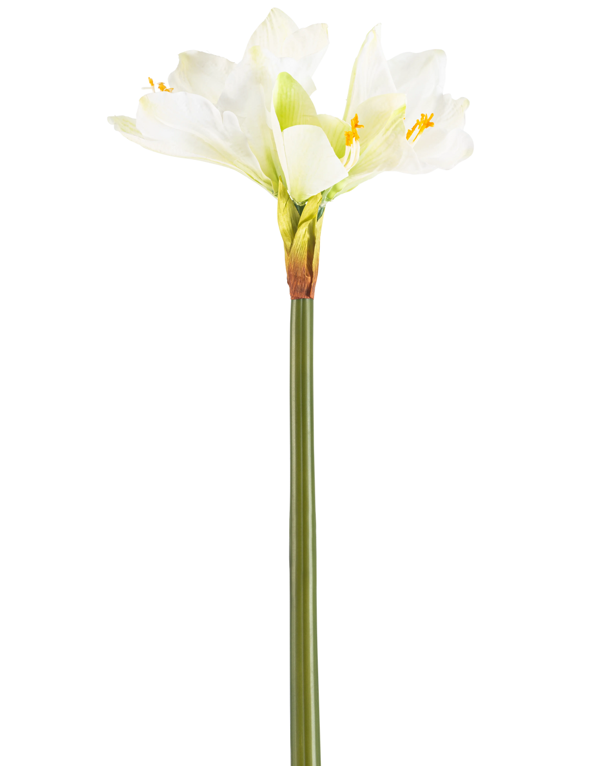 Konstblomman Amaryllis Real Touch vit 66 cm har en hög grön stjälk med ett antal stora vita Amaryllisblommor i toppen, mot en vanlig vit bakgrund.