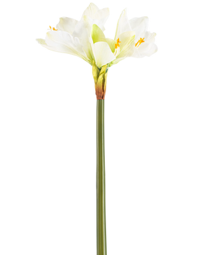 Konstblomman Amaryllis Real Touch vit 66 cm har en hög grön stjälk med ett antal stora vita Amaryllisblommor i toppen, mot en vanlig vit bakgrund.