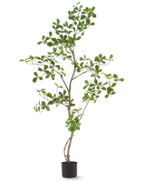 Den konstgjorda växten Terminalia Catappa 120 cm är en lång, smal krukväxt med tunna grenar och många små, runda gröna blad, avbildad mot en vanlig vit bakgrund.