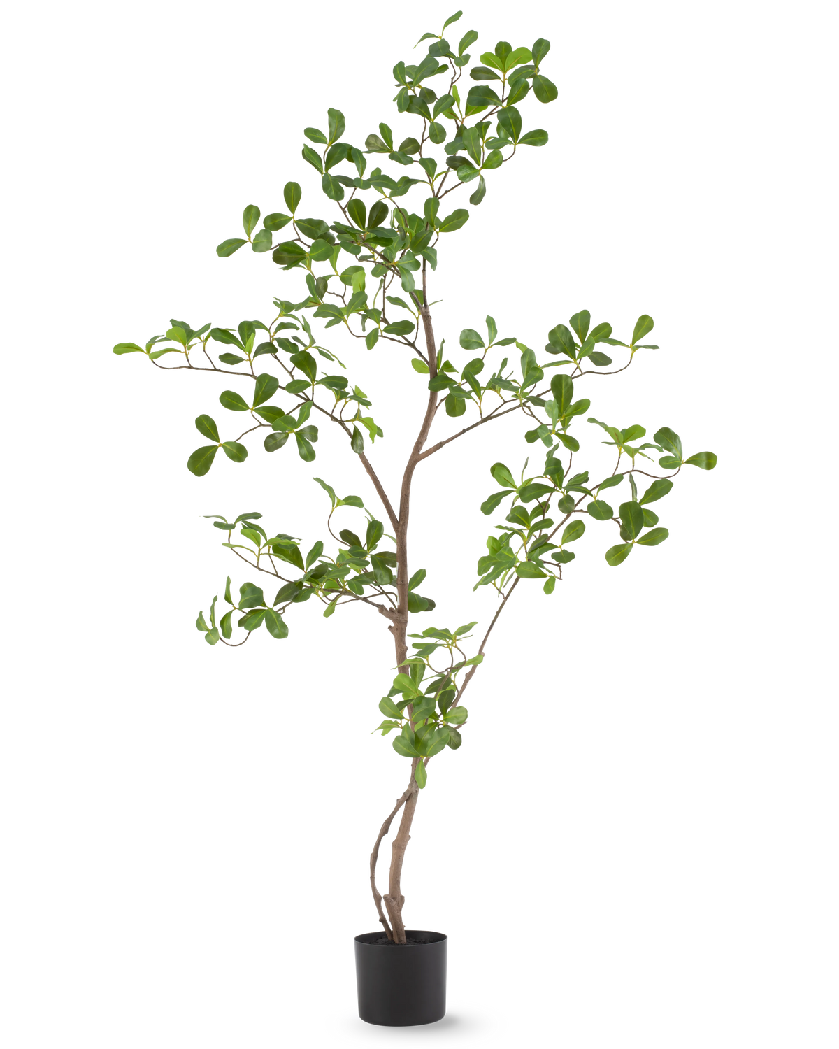 Den konstgjorda växten Terminalia Catappa 120 cm är en lång, smal krukväxt med tunna grenar och många små, runda gröna blad, avbildad mot en vanlig vit bakgrund.