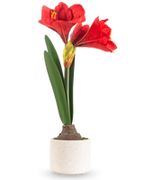 Den konstgjorda blomman Amaryllis Real Touch röd 48 cm har två stora röda blommor och långa gröna blad, presenterade i en enkel kruka med vit struktur mot en vanlig ljus bakgrund.