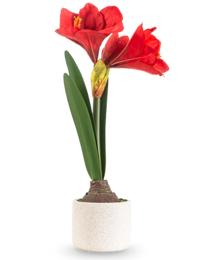Den konstgjorda blomman Amaryllis Real Touch röd 48 cm har två stora röda blommor och långa gröna blad, presenterade i en enkel kruka med vit struktur mot en vanlig ljus bakgrund.
