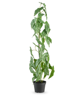 Den konstgjorda växten Begonia Maculata 90 cm grön står hög med spräckliga vita och gröna blad i en liten svart kruka, mot en vanlig vit bakgrund.