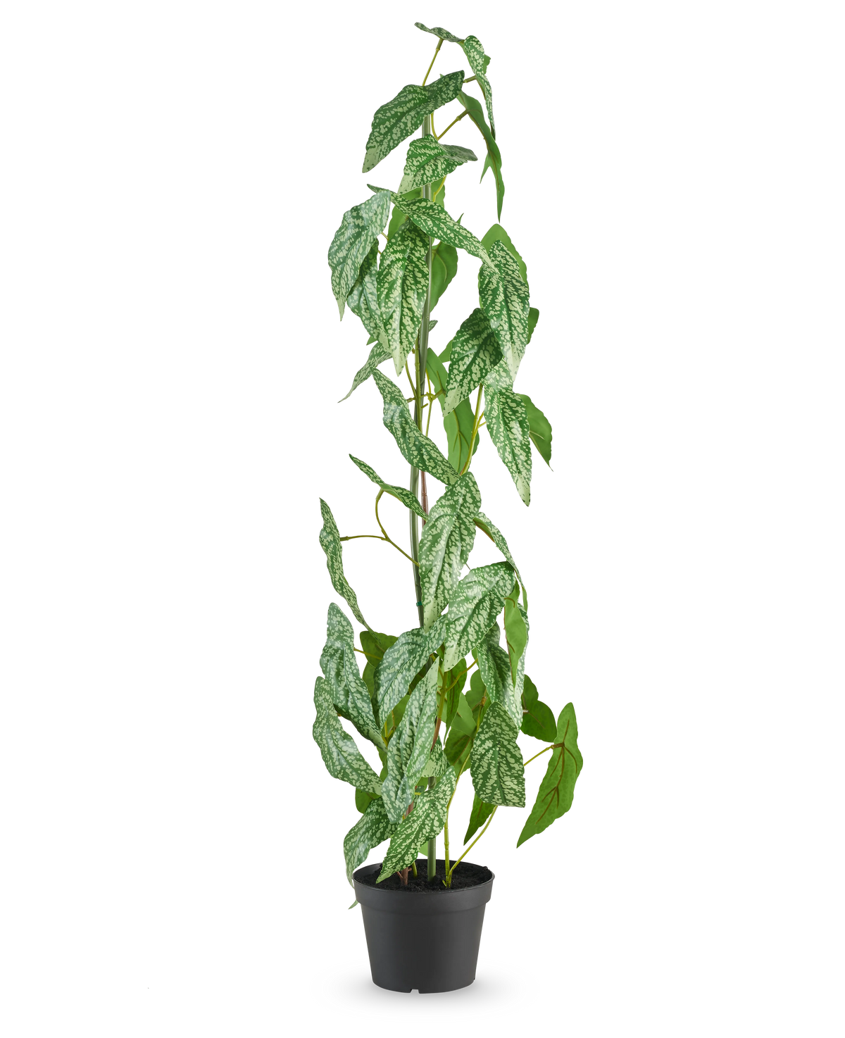 Den konstgjorda växten Begonia Maculata 90 cm grön står hög med spräckliga vita och gröna blad i en liten svart kruka, mot en vanlig vit bakgrund.