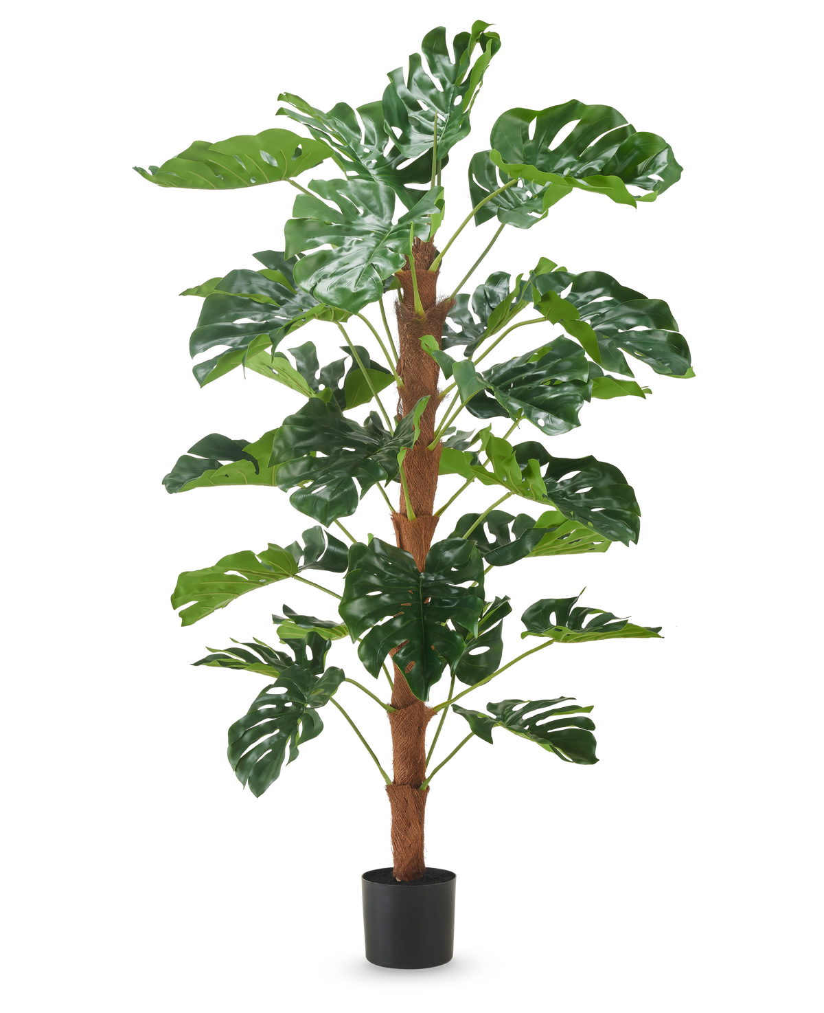 Den konstgjorda växten Monstera 150 cm är en hög konstgjord växt med stora gröna kluvna blad, utställd i en liten svart kruka på en vanlig vit bakgrund.