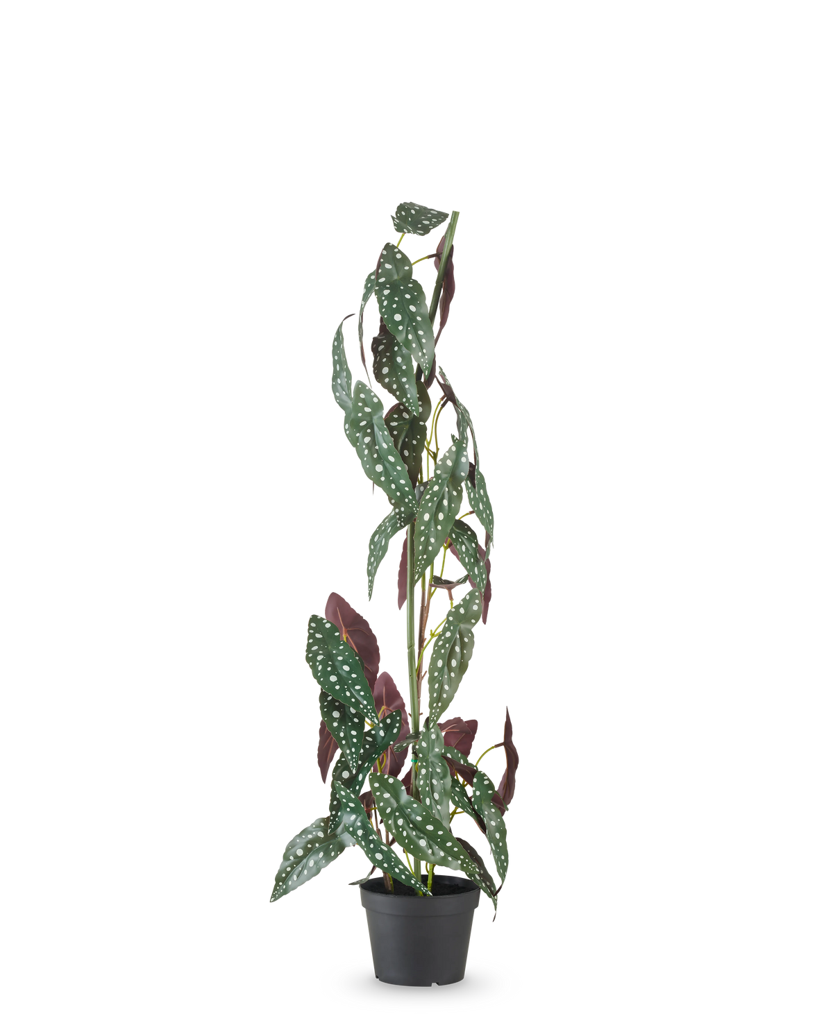 Konstgjorda växten Begonia Maculata 90 cm grön/röd har höga, upprättstående stjälkar och gröna blad med vita prickar och rödlila undersidor, mot en vanlig vit bakgrund.