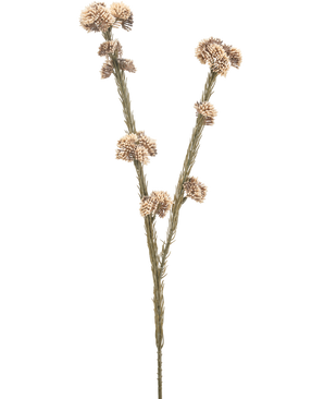 Konstgjorda blomman Ozothamnus diosmifolius 57 cm kräm/brun har en enda torkad stjälk med två grenar, var och en med klasar av små, runda, beige och bruna taggiga blommor mot en vanlig vit bakgrund.